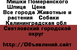 Мишки Померанского Шпица › Цена ­ 60 000 - Все города Животные и растения » Собаки   . Калининградская обл.,Светловский городской округ 